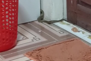 Một con rắn hổ mang Trung Quốc non chui vào sau khe tủ tại Thanh Hóa