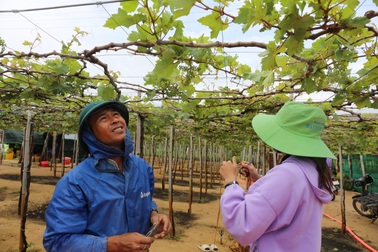 Ninh Thuận xin ứng 3.200 tỷ đồng để di dân làm dự án điện hạt nhân