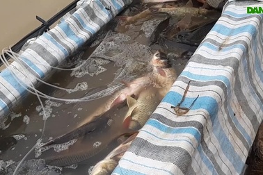 Hiệu quả từ mô hình nuôi cá vụ 3.