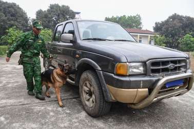 "Chó hoạt bát hay hít, ngửi sẽ được đưa vào chuyên ngành phát hiện ma túy"