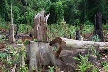 Phó Thủ tướng yêu cầu Bộ Công an điều tra vụ giết 3 bảo vệ rừng