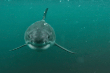 Du khách hãi hùng bị cá mập tấn công, cắn mất tay khi đang lặn biển