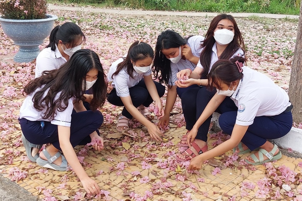 Đường hoa kèn hồng độc nhất vô nhị ở Sóc Trăng bung lụa rợp trời - 7 Đường hoa kèn hồng độc nhất vô nhị ở Sóc Trăng bung lụa rợp trời - 7