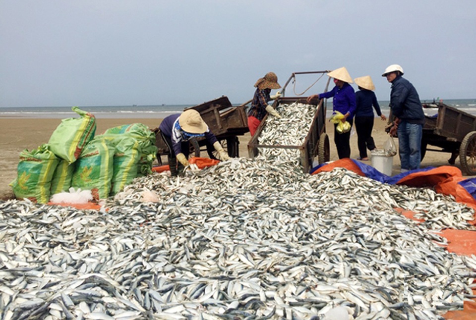 Trúng mẻ cá trích chính vụ, ngư dân thu cả chục triệu đồng/ngày - 2 Trúng mẻ cá trích chính vụ, ngư dân thu cả chục triệu đồng/ngày - 2