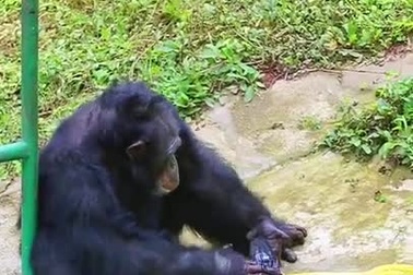 Chú tinh tinh ngồi xát xà phòng, giặt quần áo