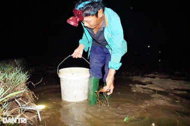Giữa đêm rọi đèn, lội bùn theo chân "thợ săn" cua đồng