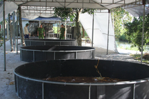 Triệt phá sới gà quy mô lớn với cả trăm người tham gia