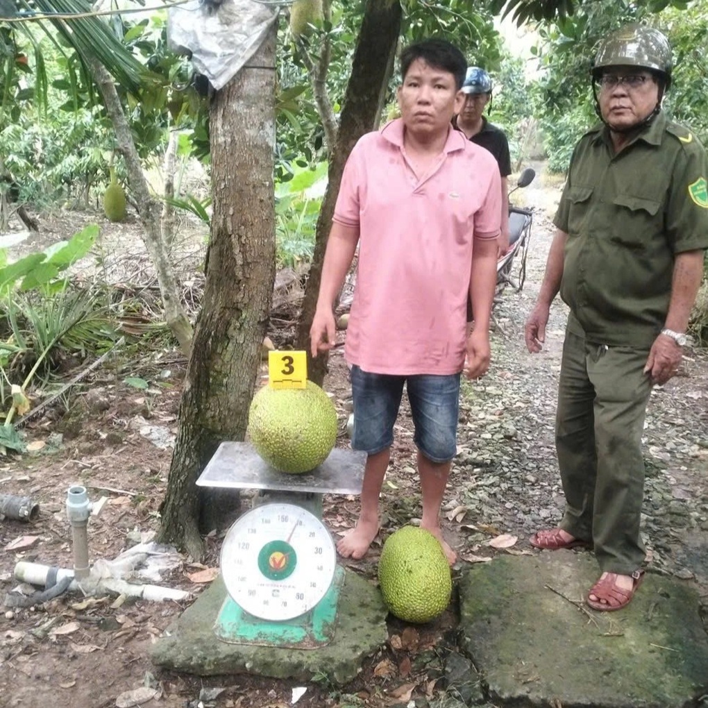 Vì sao người trộm 2 trái mít trị giá gần 400 nghìn đồng bị khởi tố? - 1