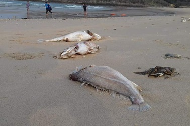 Hiện tượng cá chết hàng loạt có thể tái diễn trong thời gian tới