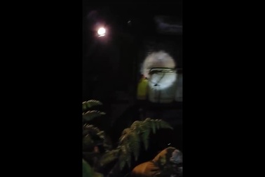 Lâm tặc tấn công lực lượng bảo vệ rừng khi bị phát hiện