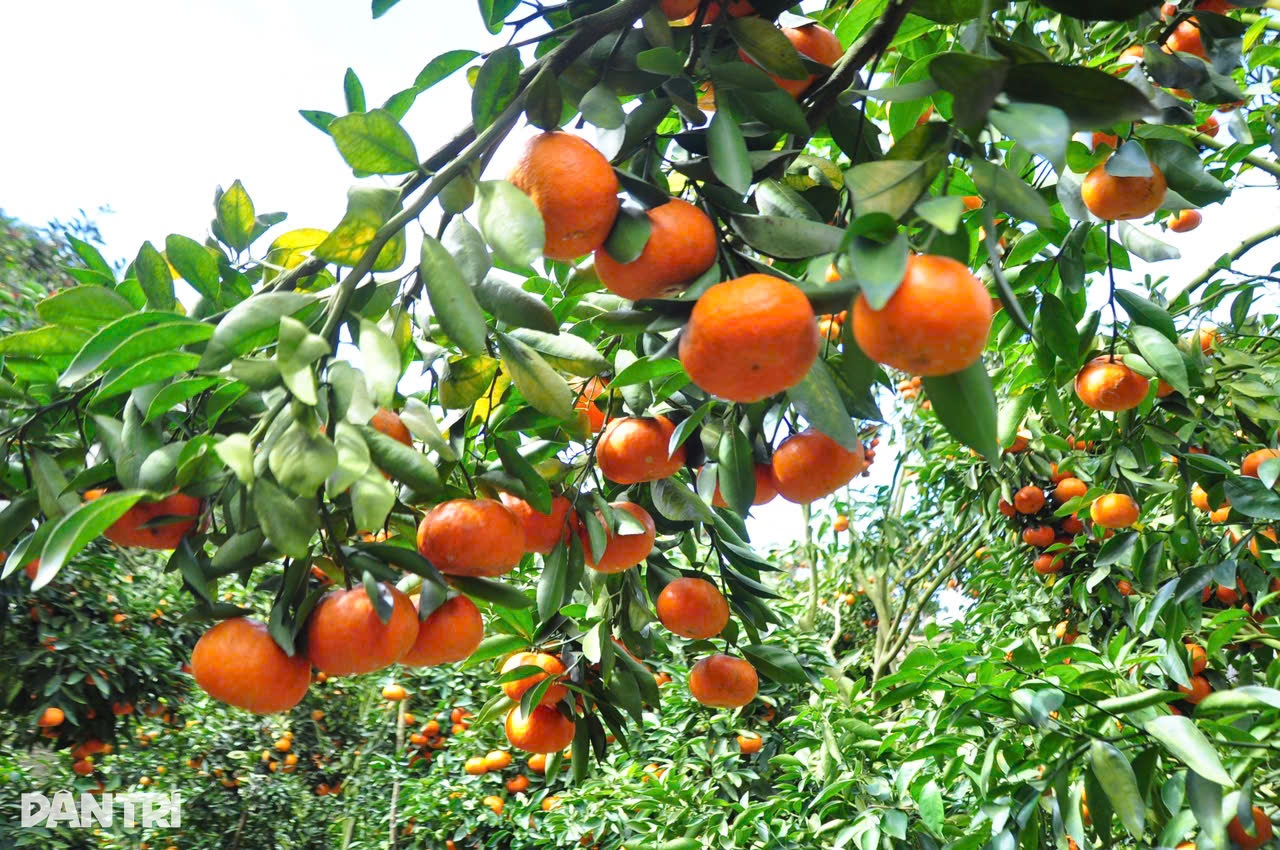 ফলের বাগানের মালিকের কাছে লক্ষ লক্ষ টাকা আয় করার অনন্য কৌশল - ২ Độc chiêu kiếm hàng trăm triệu đồng dịp cận Tết của chủ vườn trái cây - 2