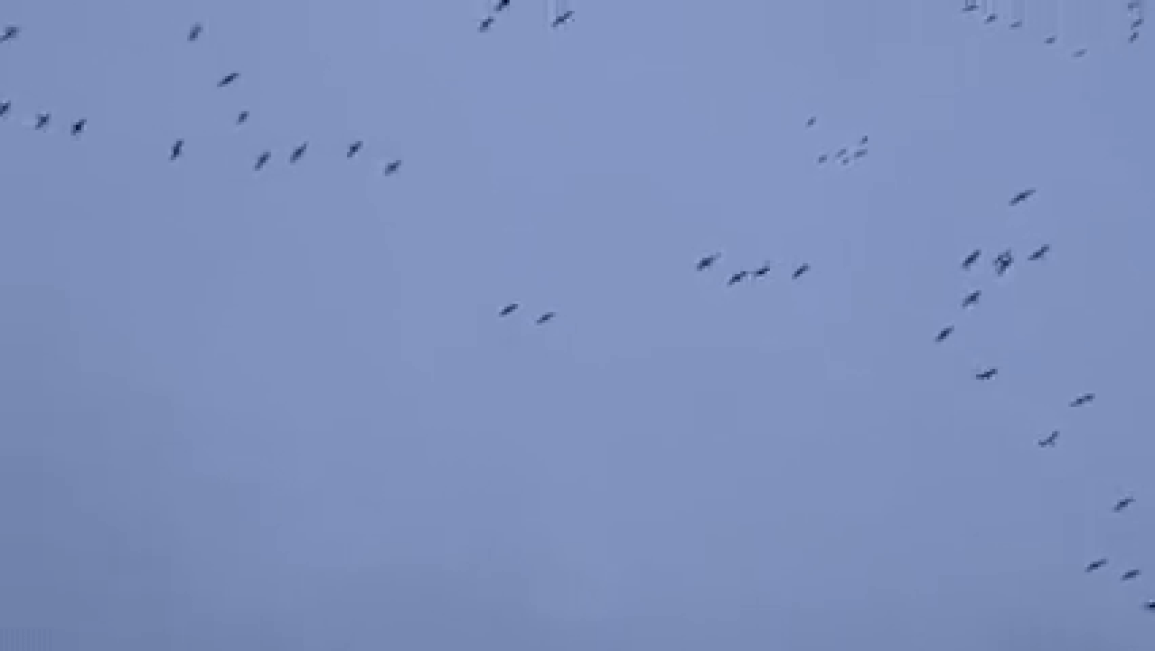 Hàng trăm con ngỗng đột nhiên rụng như sung khi bay qua khu vực tử thần - 1 Hàng trăm con ngỗng đột nhiên rụng như sung khi bay qua khu vực tử thần - 1