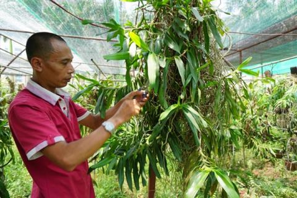 Cơn sốt lan phi điệp đột biến: Bong bóng đang vỡ rồi - 2 Cơn sốt lan phi điệp đột biến: Bong bóng đang vỡ rồi - 2