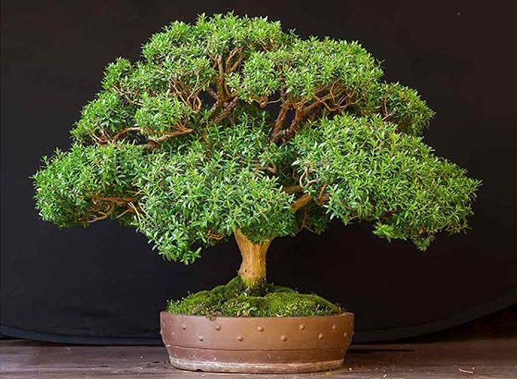 Gợi ý 10 loại cây trồng trong nhà giúp không khí trong lành - 4 Gợi ý 10 loại cây trồng trong nhà giúp không khí trong lành - 4