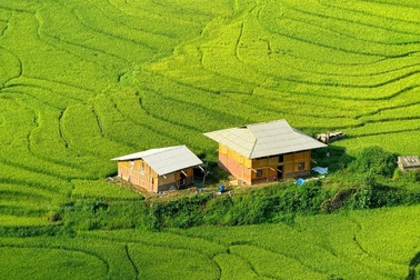 Chuyến "chữa lành" ngắm mùa lúa xanh ở Sa Pa chỉ 1,8 triệu của khách Hà Nội