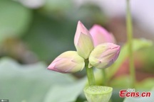 Sửng sốt bông hoa sen "sinh ba" cực hiếm trên thế giới