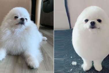 "Chú chó hình quả trứng" Pom Pom khiến dân mạng phát cuồng