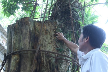 Cây sưa 200 tuổi đang chết khô ở Hà Nội sắp được bán đấu giá