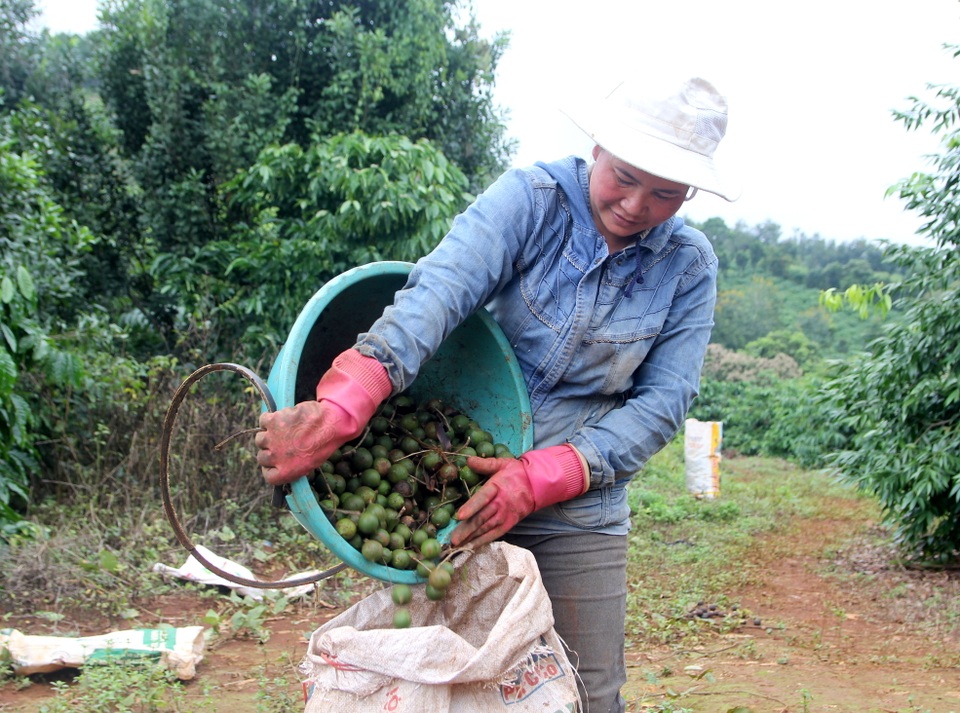 Thiếu giảng viên đào tạo nghề trong lĩnh vực nông nghiệp - 1 Thiếu giảng viên đào tạo nghề trong lĩnh vực nông nghiệp - 1