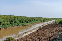 "Bức tường xanh" nơi cửa biển