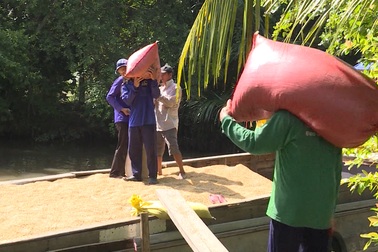 Vào vụ mùa, nghề vác lúa kiếm hơn nửa triệu mỗi ngày ở miền Tây