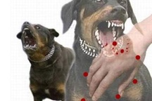 Nguyên tắc điều trị dự phòng bệnh dại ở người