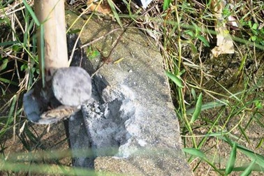 Vụ con bò làm lộ bê tông cốt cây: Không phát hiện thêm bê tông "đểu"