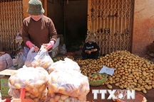 Cấm đưa khoai tây Trung Quốc vào bán tại Chợ nông sản Đà Lạt