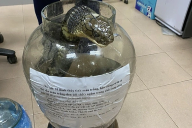 Tin thầy bói mua rắn hổ chúa "trấn" chồng, người phụ nữ bị phạt 500 triệu