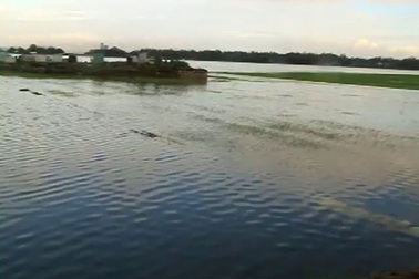 Bình Định: Lũ bất thường, hàng trăm ha lúa bị đánh tơi tả