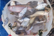 Đánh cá bằng “lưới dòng họ” kiếm 500.000 đồng mỗi ngày