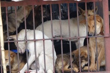 Ám ảnh cảnh nuôi nhốt giết mổ chó mèo giữa phố Hà Nội