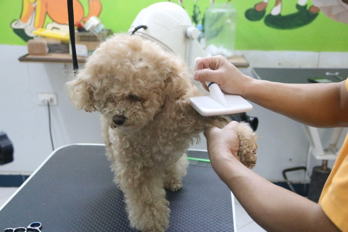 Nhà giàu Việt thuê khách sạn sang chảnh, có cả vệ sĩ cho thú cưng ngày Tết - 5 Nhà giàu Việt thuê khách sạn sang chảnh, có cả vệ sĩ cho thú cưng ngày Tết - 5