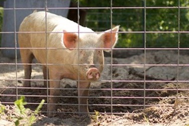 Kinh hoàng heo “xơi tái” lão nông 70 tuổi