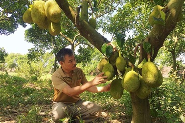 Từ 10 cây mít lạ, lão nông bất ngờ thắng lớn tiền tỷ đồng mỗi năm