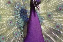 "Hàng độc" chim công lông tím: Bỏ tiền trăm triệu vẫn khó mua