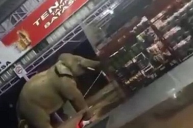 Hi hữu voi vào cửa hàng tạp hóa tìm thức ăn