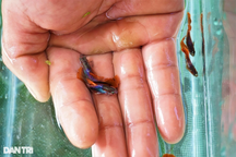 Nuôi cá "tiểu thư, công tử" đỏng đảnh, trai làng vớt tiền triệu mỗi tháng