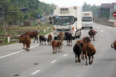 Hà Tĩnh báo cáo gấp Ủy ban ATGT Quốc gia về tình trạng trâu bò thả rông