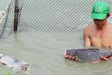 An Giang: Nuôi đàn "thủy quái" chả phải cho ăn, bán 1 con lời 1 triệu đồng