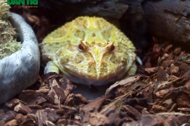 Cận cảnh loài ếch "ngoài hành tinh" độc đáo tại Hà Nội