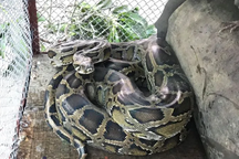 Người dân giao nộp cá thể trăn nằm trong sách đỏ thế giới