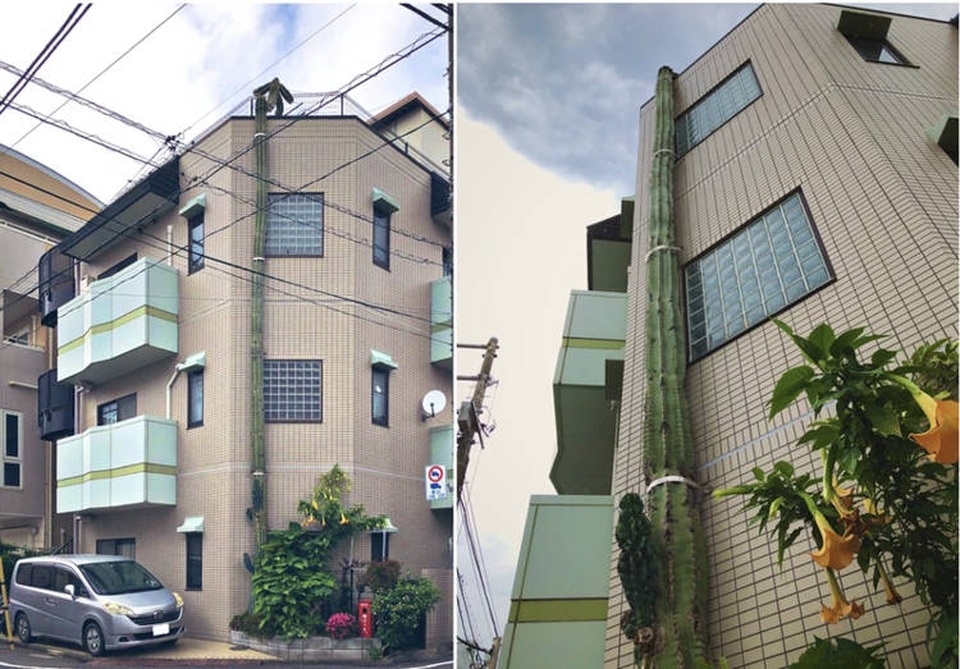 Khó tin cây xương rồng cao hơn cả toà nhà 3 tầng - 1 Khó tin cây xương rồng cao hơn cả toà nhà 3 tầng - 1