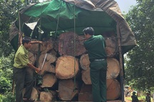 Gỗ lậu "lộng hành" trên vùng biên giới: "Con voi chui lọt lỗ kim"!