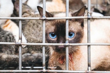 Bắt nhóm trộm cắp, mua bán mèo ở TPHCM