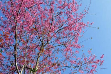 Rực rỡ đào rừng Bắc Hà nở sớm