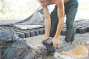 Bí ẩn chết người của than tổ ong siêu cháy