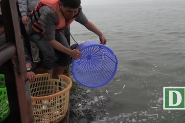 15.000 người chuyền tay phóng sinh hơn 10 tấn cá ở Hà Nội
