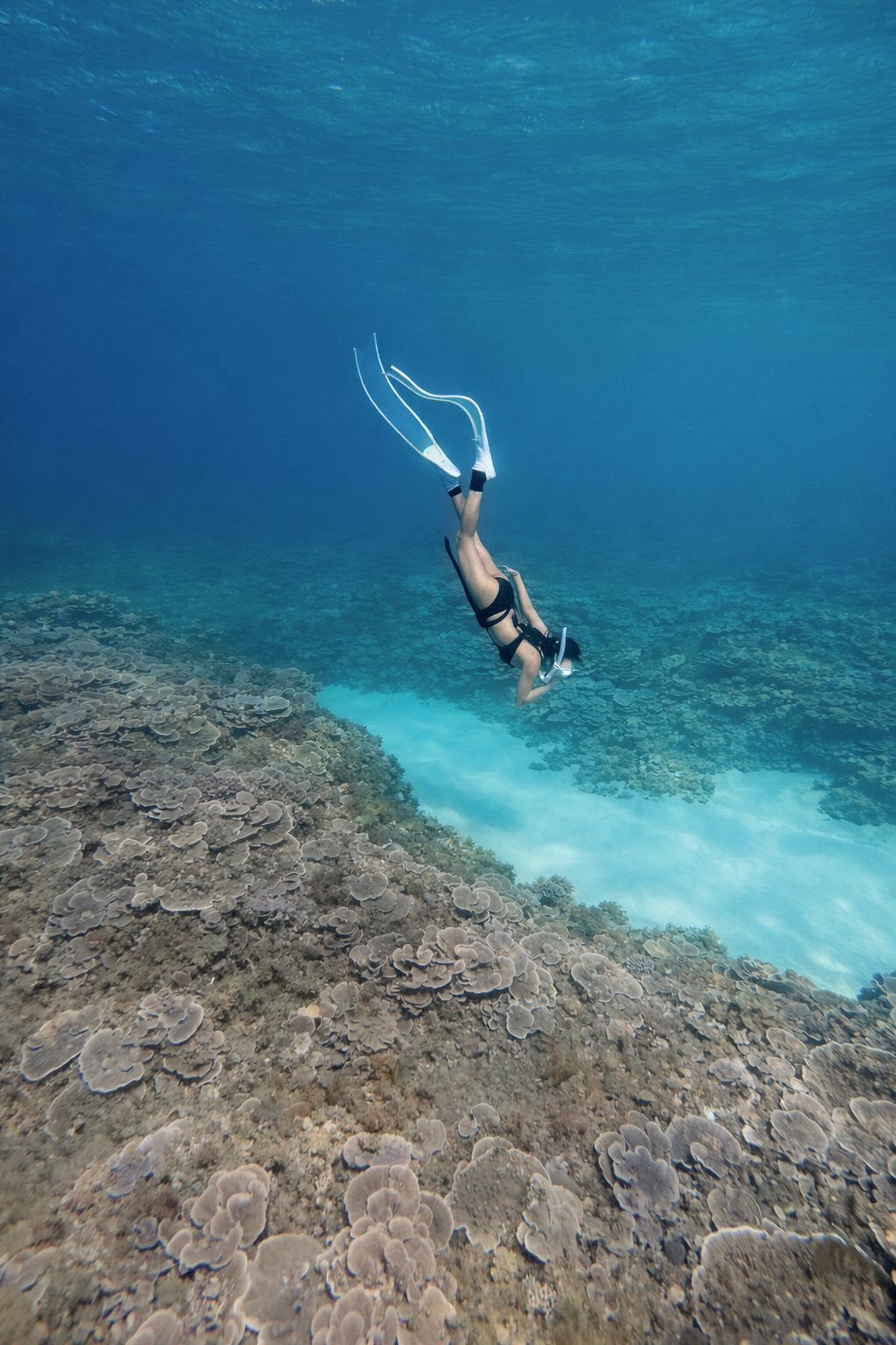 Không cần đi Maldives, khách đổ dồn về Phú Quý lặn biển vì đẹp siêu thực - 13