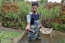 Khởi nghiệp nuôi ốc nhồi, chàng trai vùng biên thu lãi 40 triệu đồng/tháng